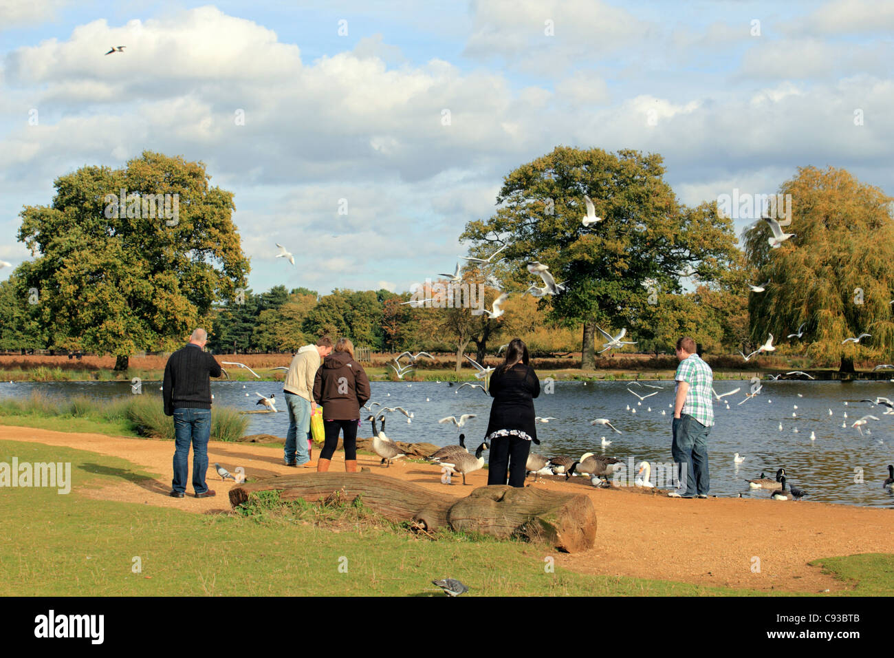 Die Heron-Teich in Bushy Park, einer der königlichen Parks in London in der Nähe von Hampton Court in Süd-West London England UK Stockfoto