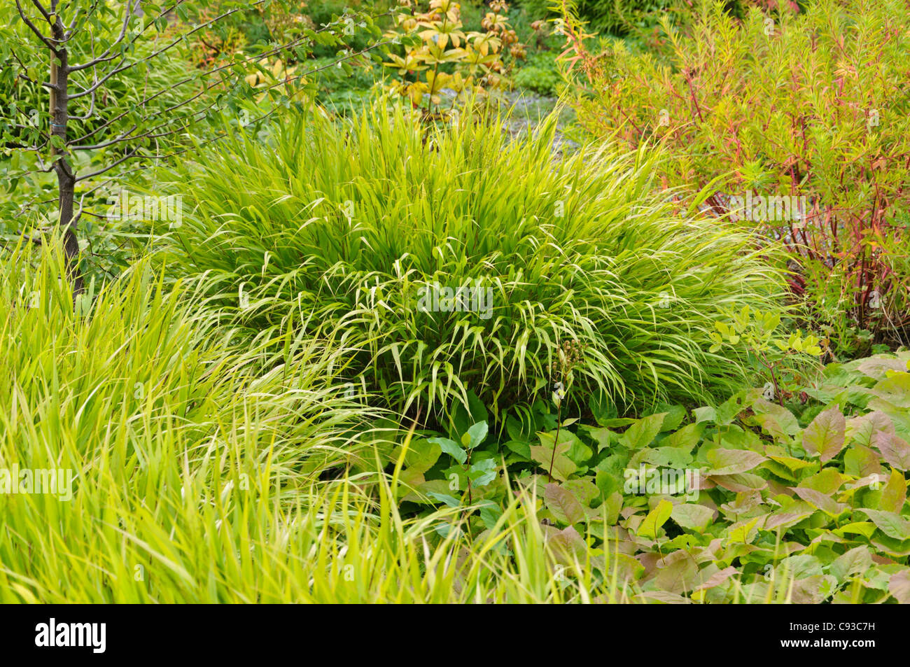 Japanische Wald Gras (hakonechloa macra) Stockfoto