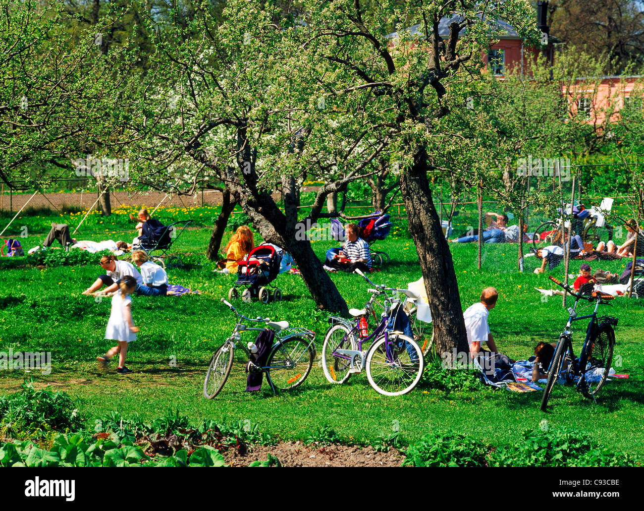 Menschen, die Familien-Picknicks unter Bäumen blühen in Rosendal Gardens in Stockholm Stockfoto