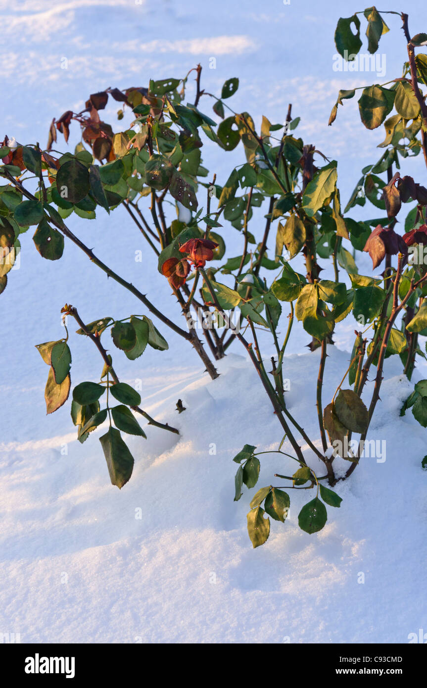 Rose (rosa) mit Winter Schutz Stockfoto