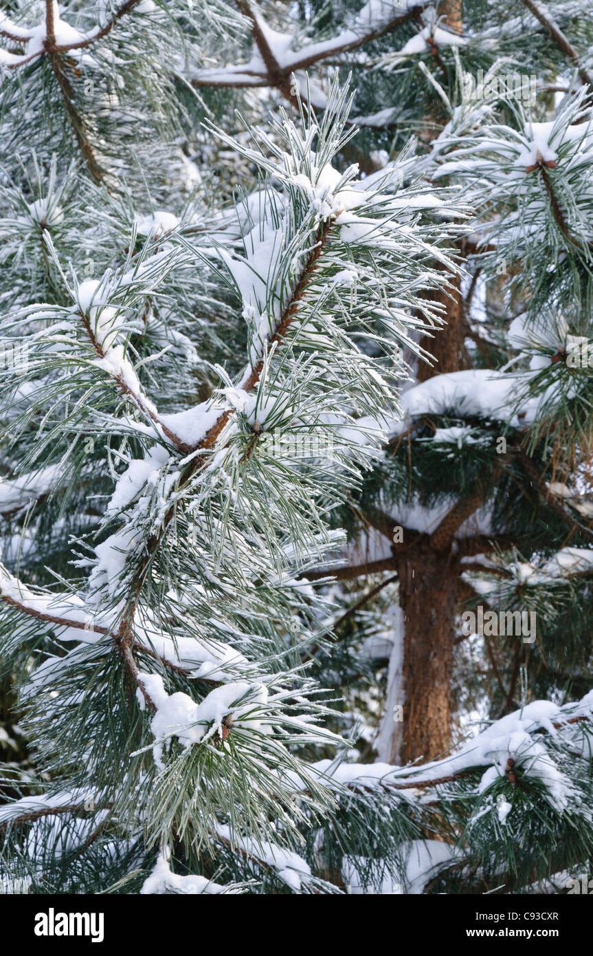 Schwarzkiefer (Pinus nigra) Stockfoto
