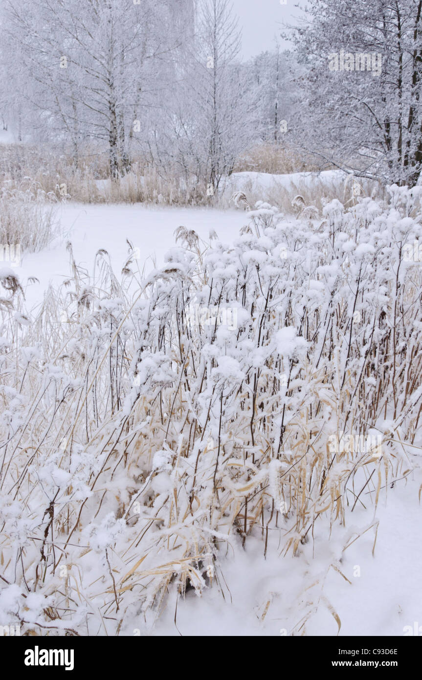 Winterlandschaft Stockfoto