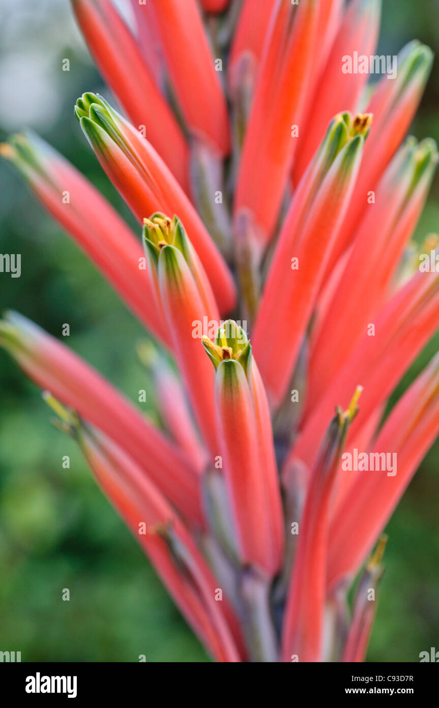 Buch Aloe (Aloe suprafoliata) Stockfoto