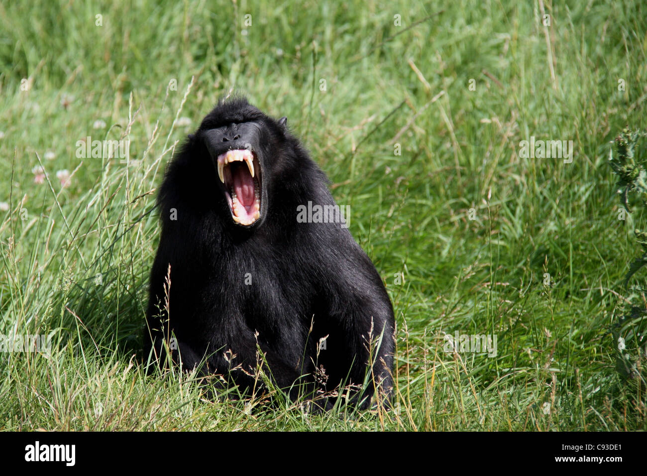 Sulawesi Crested Macaque, schwarze Affe Stockfoto