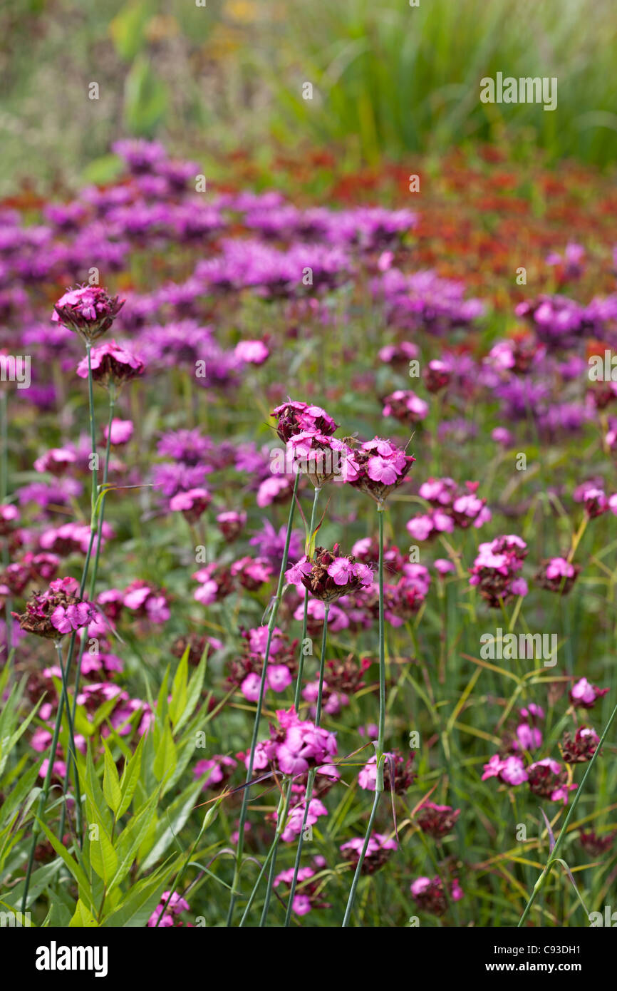 Dianthus carthusianorum Stockfoto