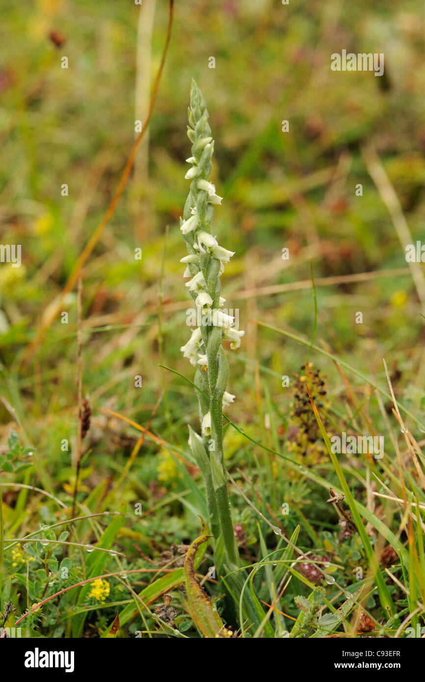 Herbst-Damen-locken, Spiranthes spiralis Stockfoto