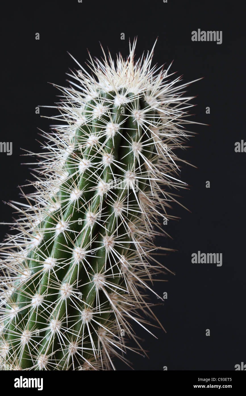 Nahaufnahme eines spikey Cactus auf schwarzem Hintergrund Stockfoto