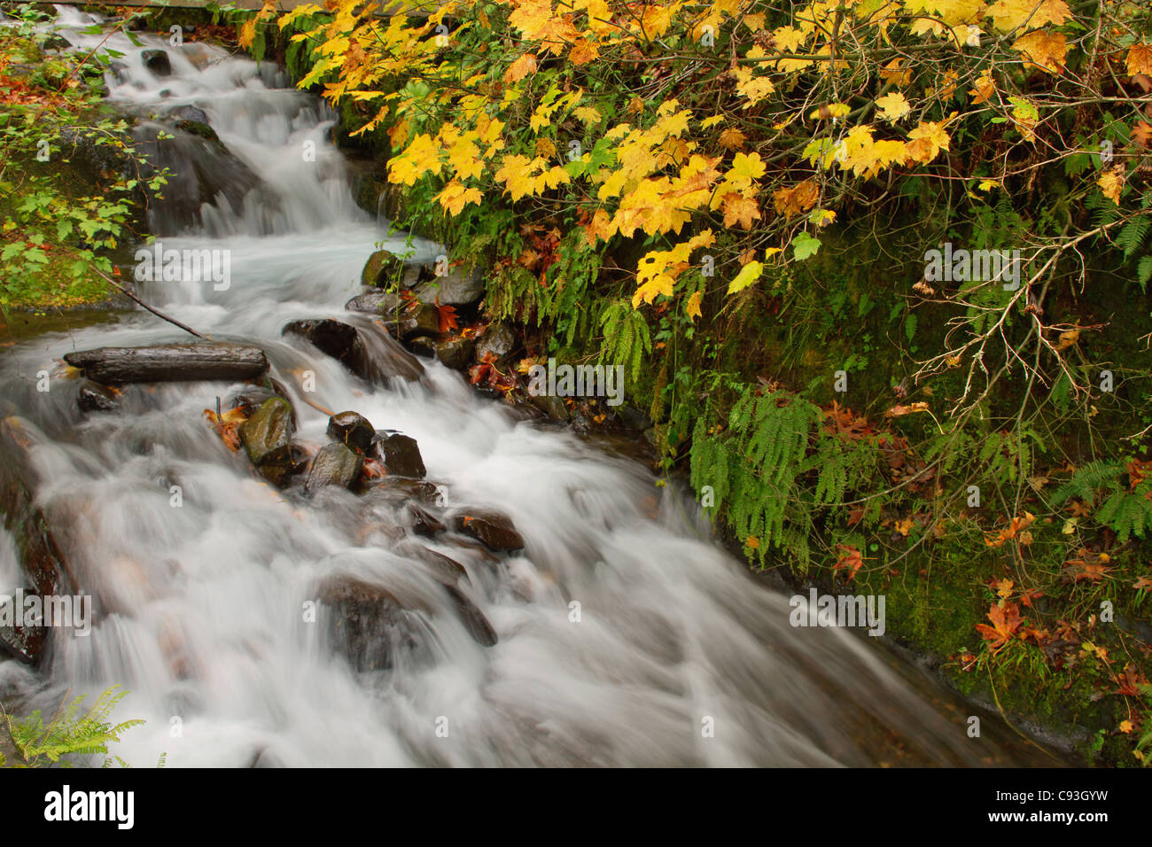 Farben des Herbstes am Wahkeena Falls Wasserfall im Columbia River Gorge Stockfoto