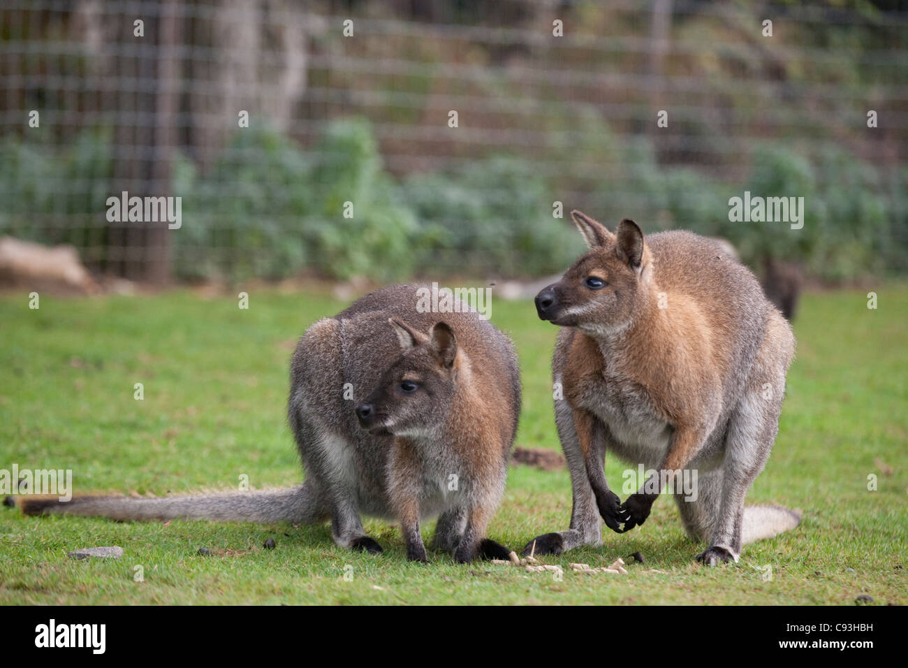 Captive Wallabys an der Yorkshire Wildlife Park, UK Stockfoto