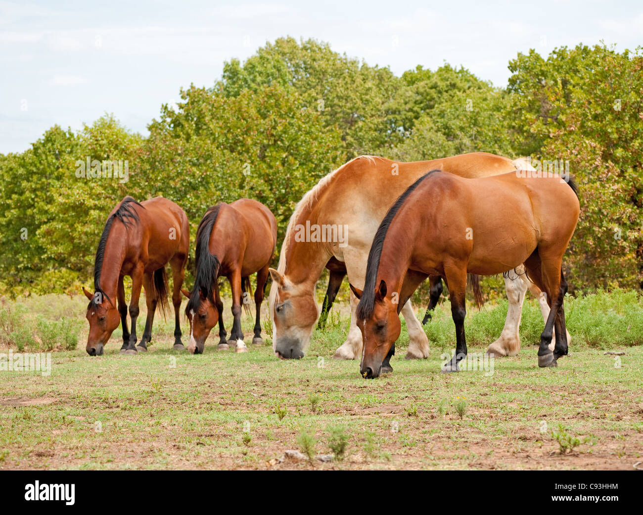 Kleine Herde von Pferden auf der Weide grasen Stockfoto