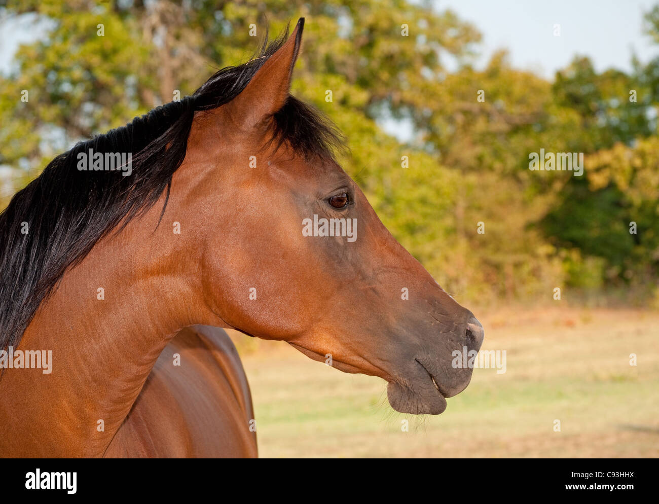 Profil von eine schöne rote Bucht arabischen Pferd Stockfoto