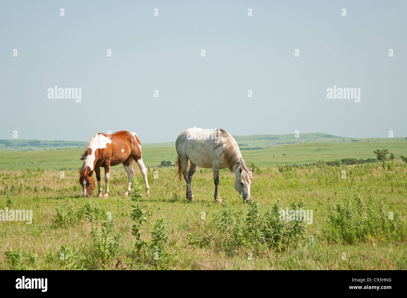 Zwei Pferde grasen große weiten Prärie Hintergrund Stockfoto