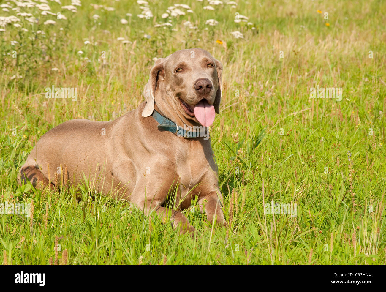 Weimaraner Hund Gras, Blick auf den Betrachter Stockfoto