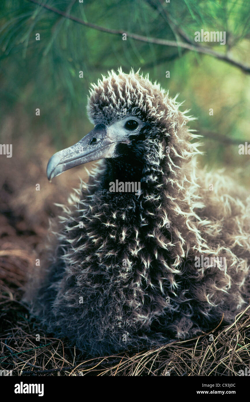 Laysan Albatros Küken im Nest, (Diomedea Immutabilis) Kilauea National Wildlife Refuge, Kauai, Hawaii. Stockfoto