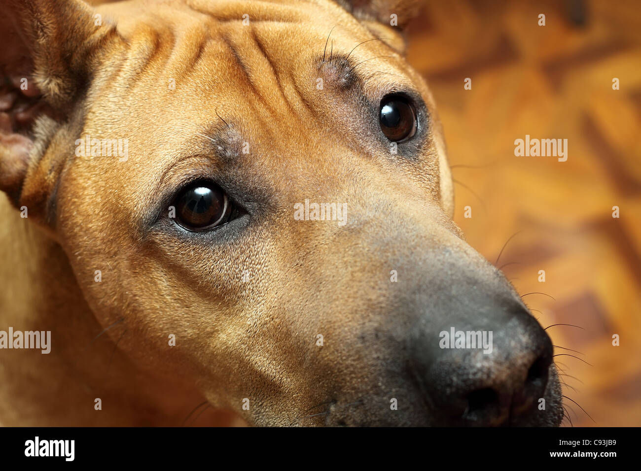 Goldenen Hund (Metis von Shar-Pei) auf der Suche Stockfoto