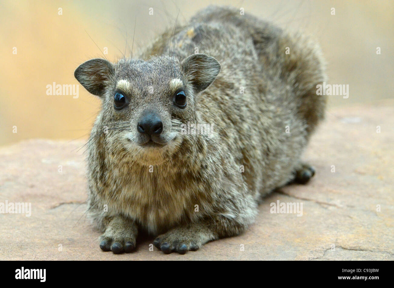 Simbabwe ist ein kleines Land mit einer unglaublichen Vielfalt an Landschaften und Tiere. Stockfoto