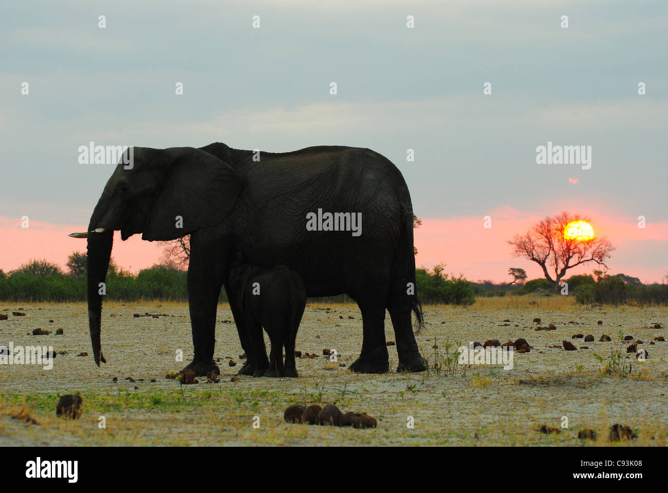 Simbabwe ist ein kleines Land mit einer unglaublichen Vielfalt an Landschaften und Tiere. Stockfoto