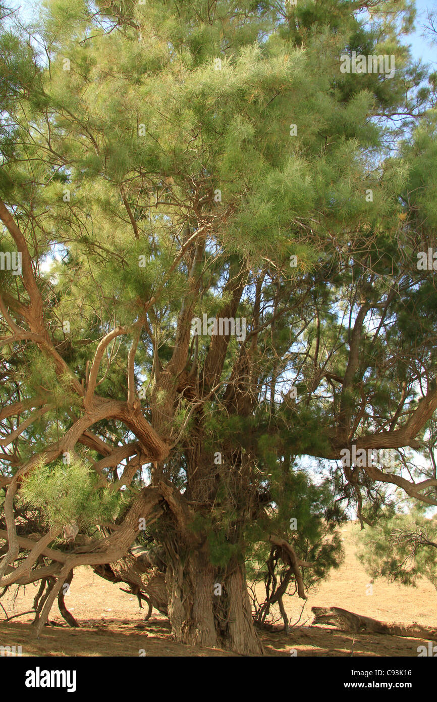 Israel, Southern Coastal Plain, Tamariske Baum per Tel Hasi Stockfoto