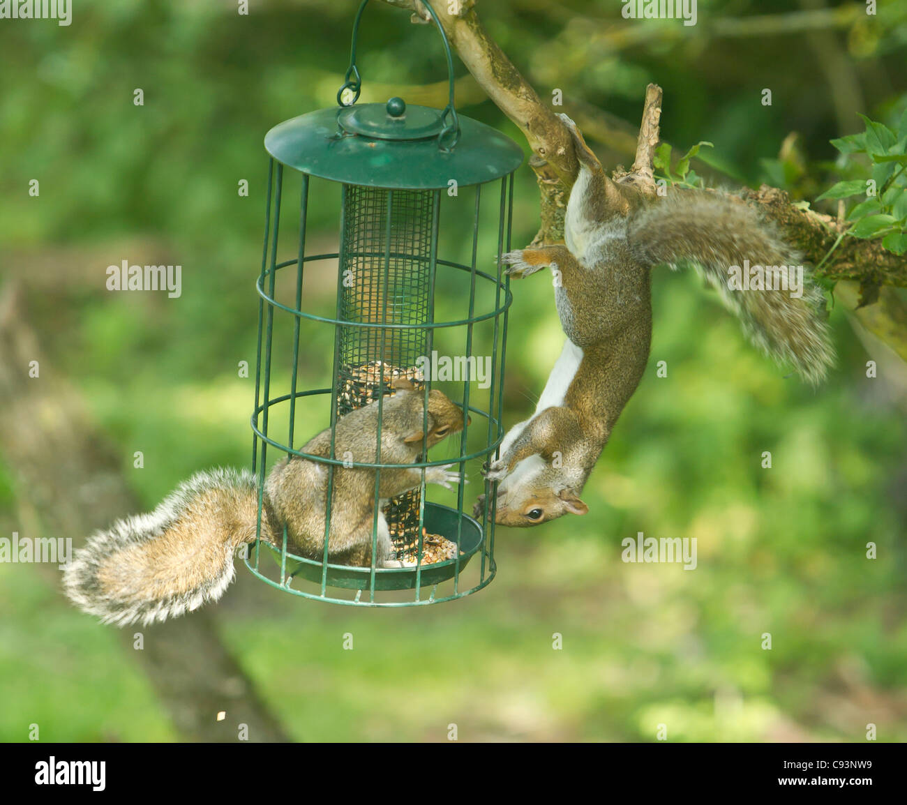 Graue Eichhörnchen Sciurus Carolinensis kämpfen um das Recht, Saatgut aus einem Eichhörnchen Beweis Futterhäuschen Essen Stockfoto