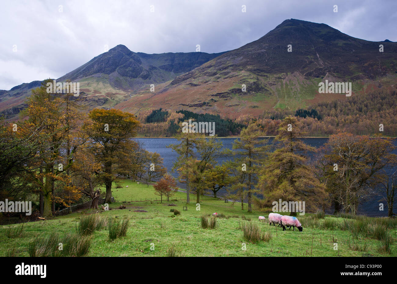 Schafe weiden am Ufer des Buttermere im Lake District in Cumbria in North West England. Stockfoto