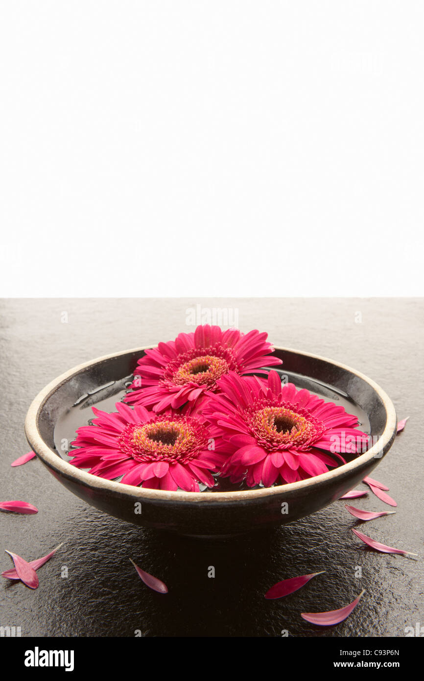 Blütenköpfchen in Schüssel mit Wasser Stockfoto