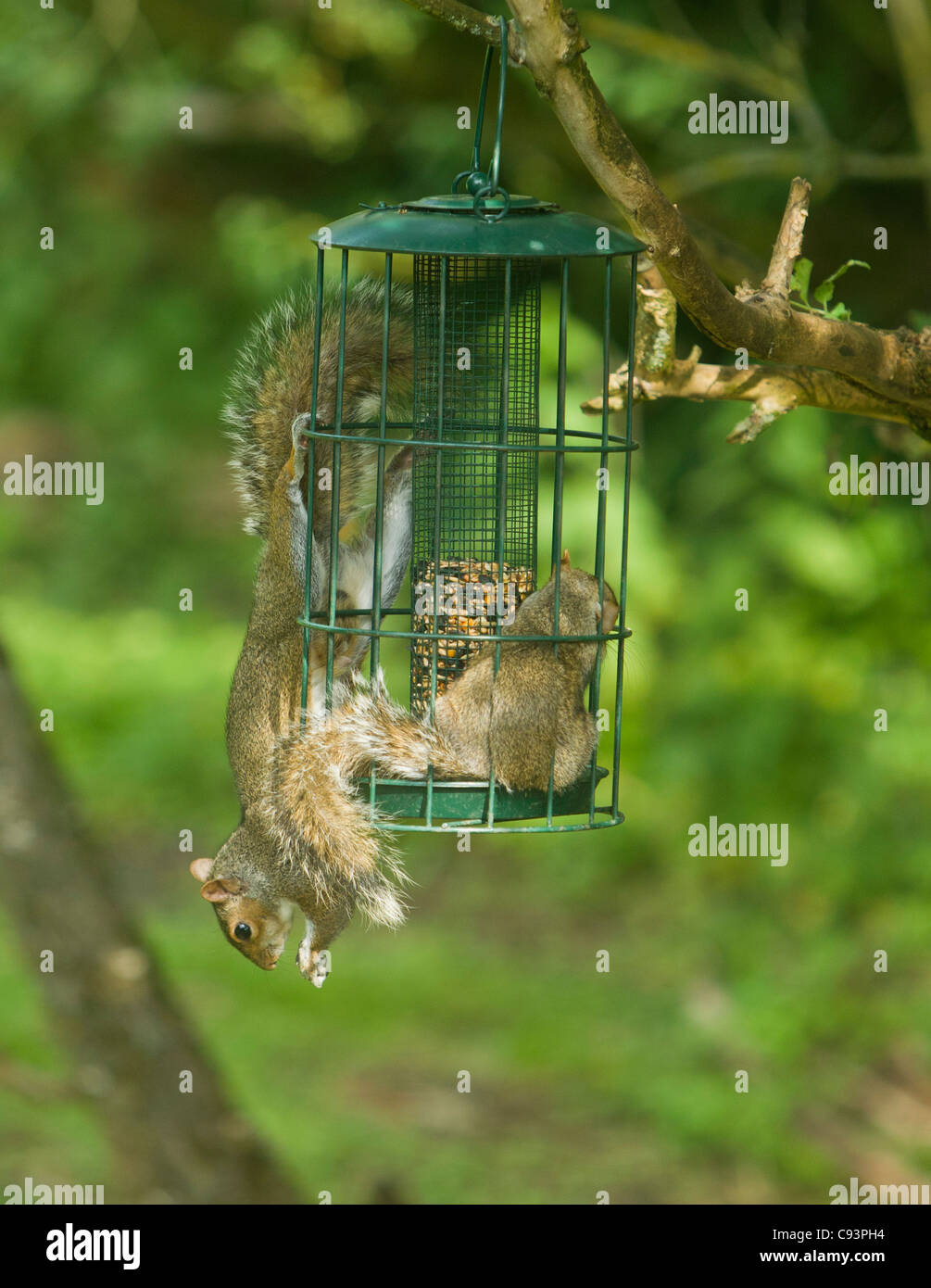 Graue Eichhörnchen Sciurus Carolinensis kämpfen für das Recht auf ernähren sich von Samen im Inneren ein Eichhörnchen Beweis Futterhäuschen Stockfoto