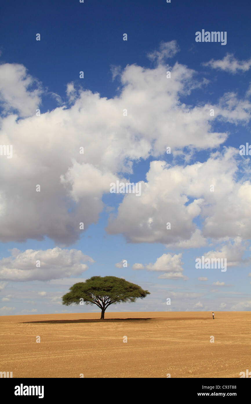 Israel, Acacia Raddiana im nördlichen Negev Stockfoto