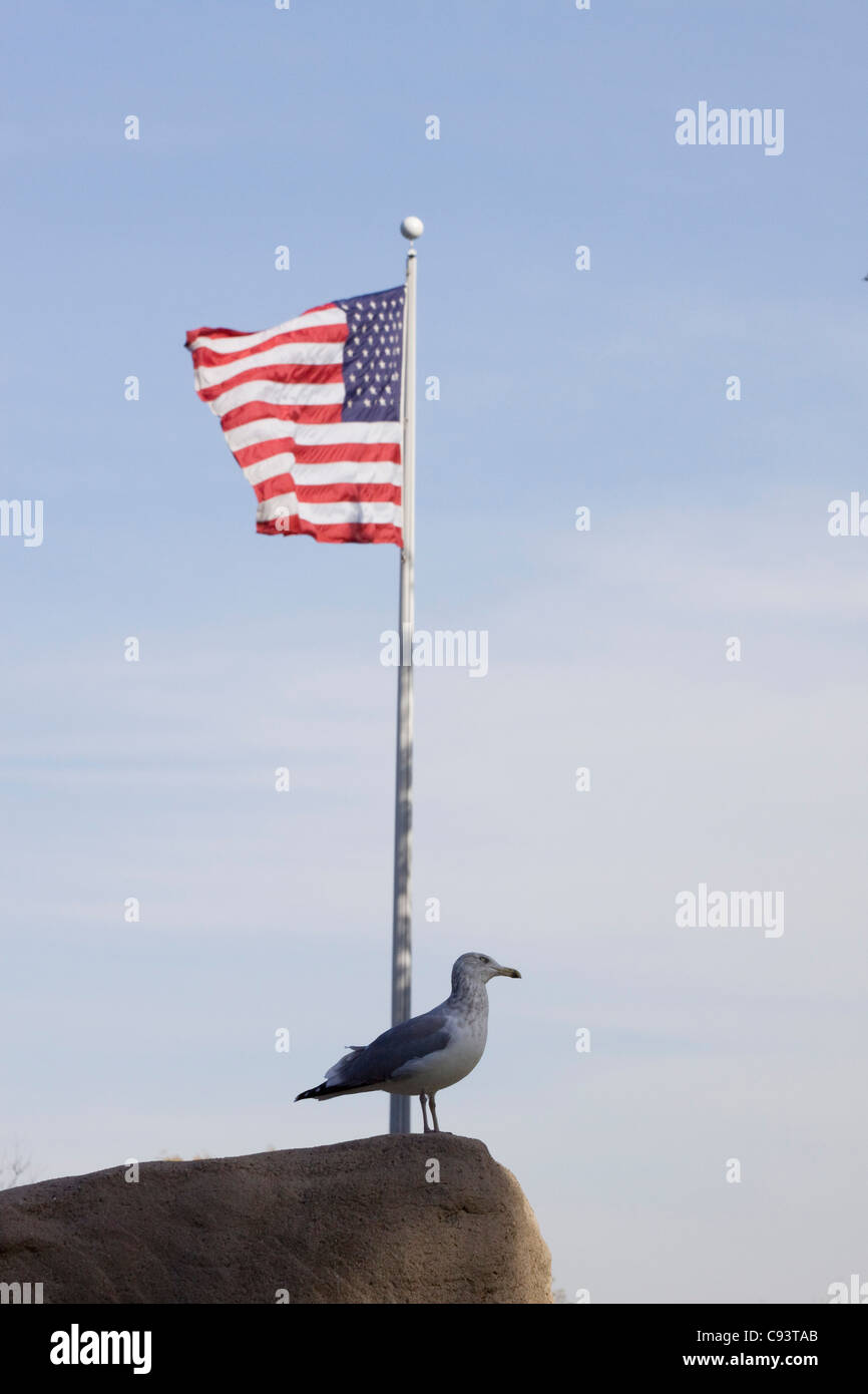 Möwe am Strand in New England Amerika Stockfoto