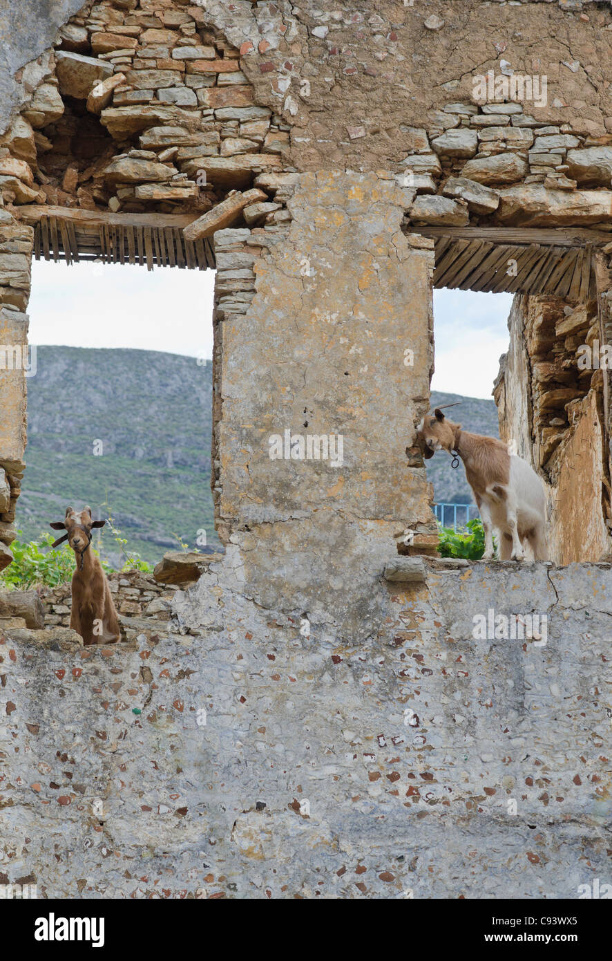 Ziegen in einer Ruine auf der Insel Symi Griechenland Stockfoto