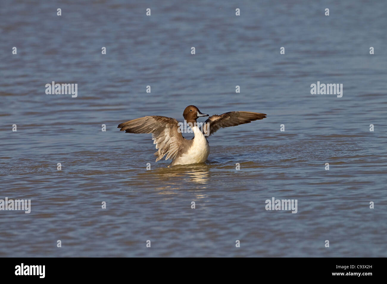Pintail Anas acuta drake dehnt sich Stockfoto