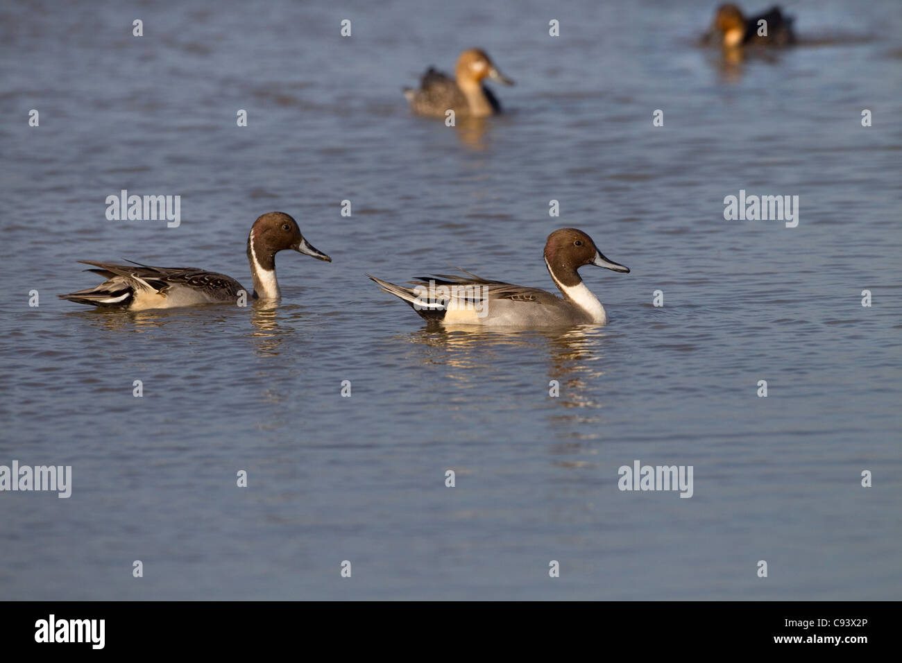 Zwei männliche Spießente Anus Acuta Erpel Fütterung Stockfoto