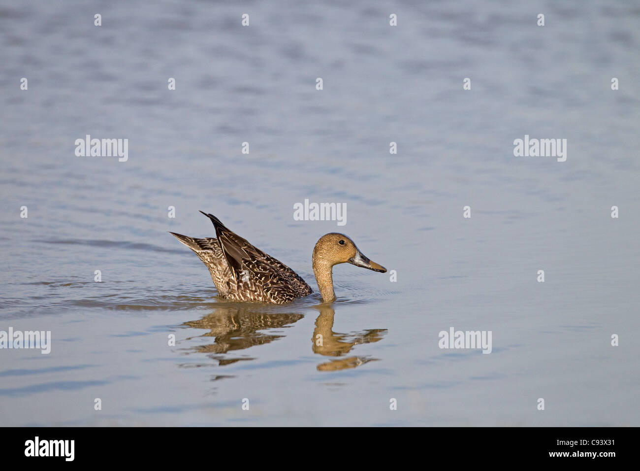 Pintail Anas acuta weibliche Ernährung Stockfoto