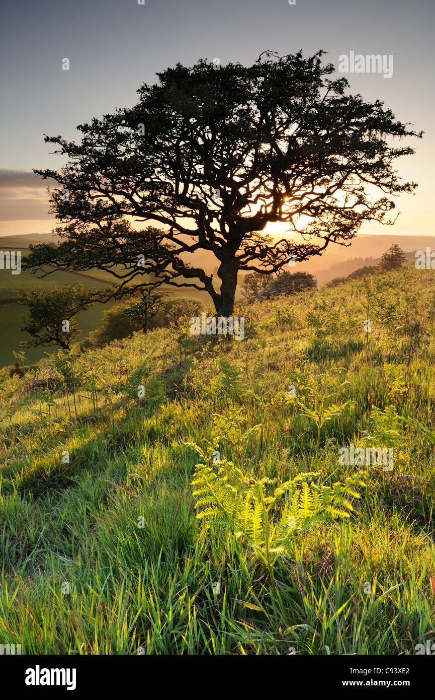 Eine verdrehte Weißdorn-Baum wächst in eine hügelige Landschaft auf Winsford Hill, Exmoor, Großbritannien. Stockfoto