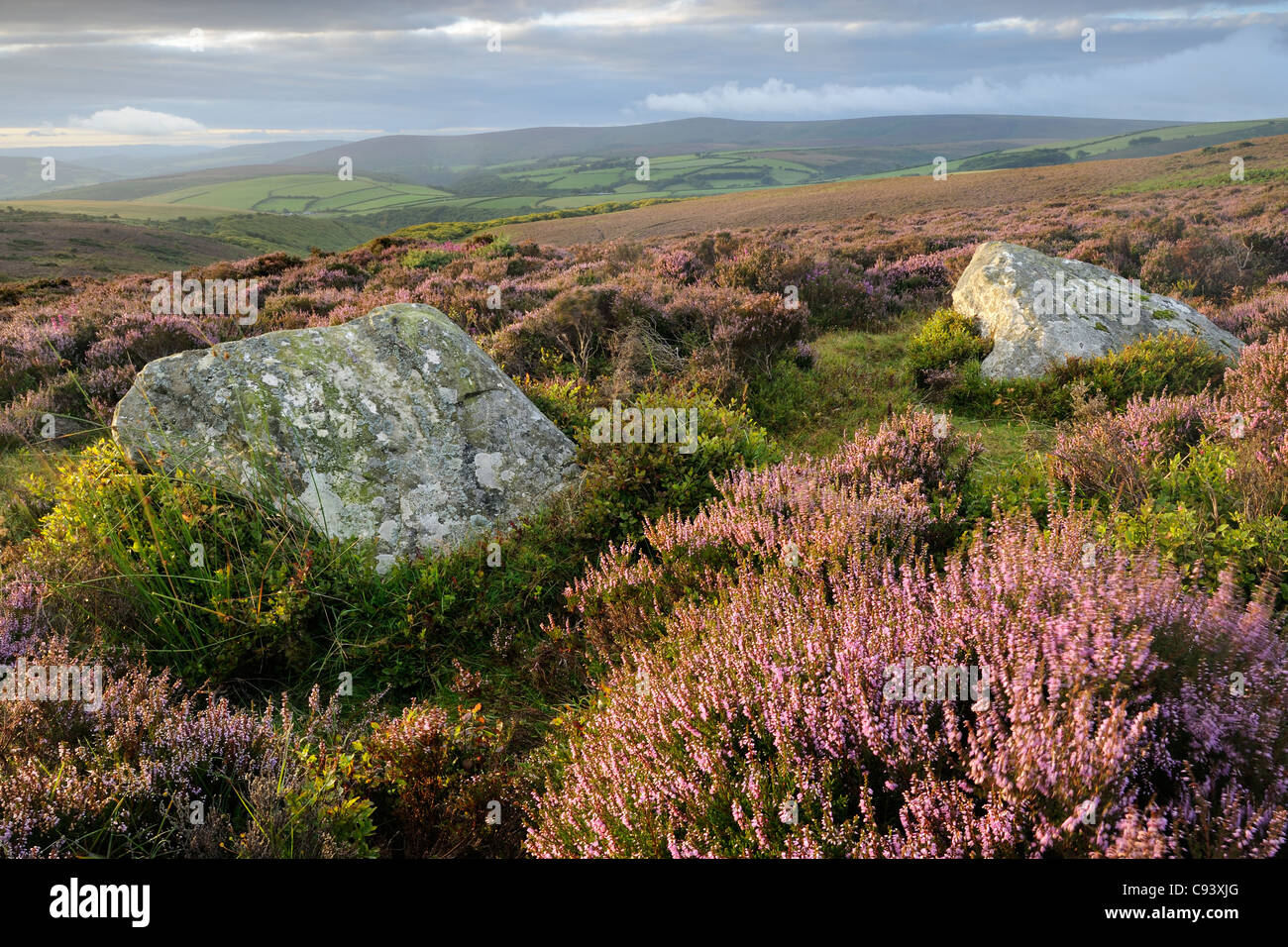 Ein paar Menhire, bekannt als Whit Steinen, Porlock gemeinsame umgeben von blühender Heide. Exmoor, Großbritannien. Stockfoto