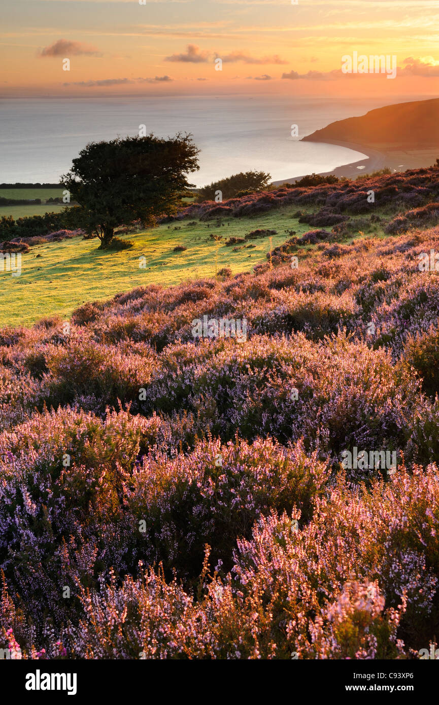Blühende Heide und ein Weißdorn Baum Porlock gemeinsame bei Sonnenaufgang. Exmoor, Großbritannien. Stockfoto