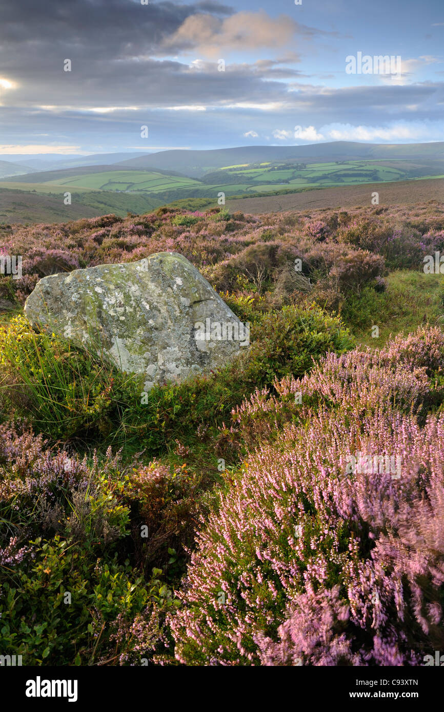 Eine von einem paar der Menhire, bekannt als Whit Steinen, Porlock gemeinsame umgeben von blühender Heide. Exmoor, Großbritannien. Stockfoto