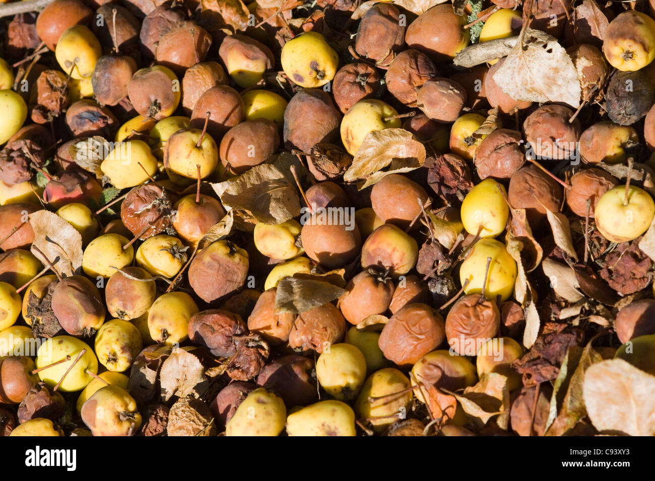 Malus Spectabilis Arten von Apple auf dem Boden in einen englischen Landschaftsgarten Stockfoto