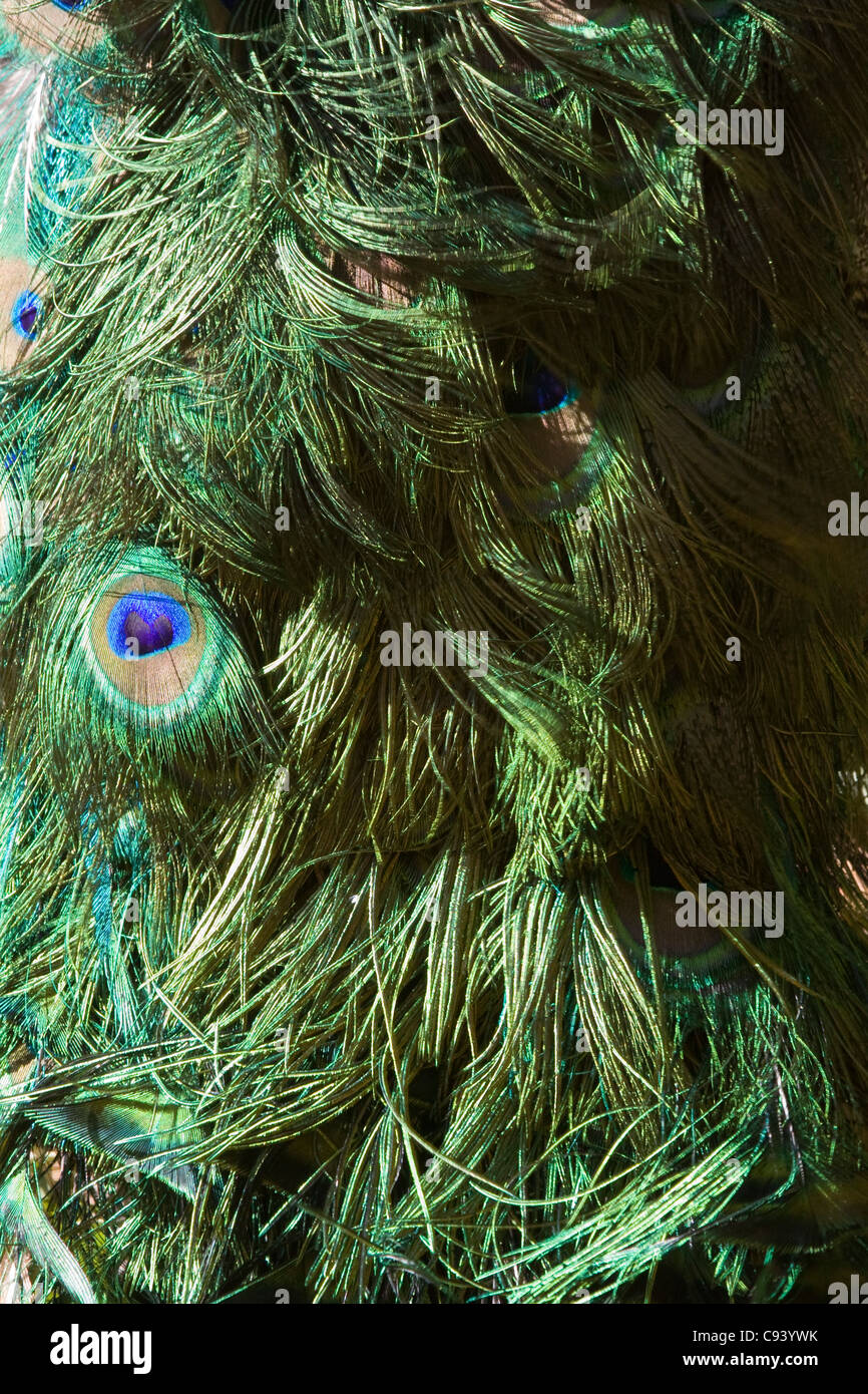 blau-grün oder grün gefärbten Gefieder Pfau Tail Abtract Stockfoto