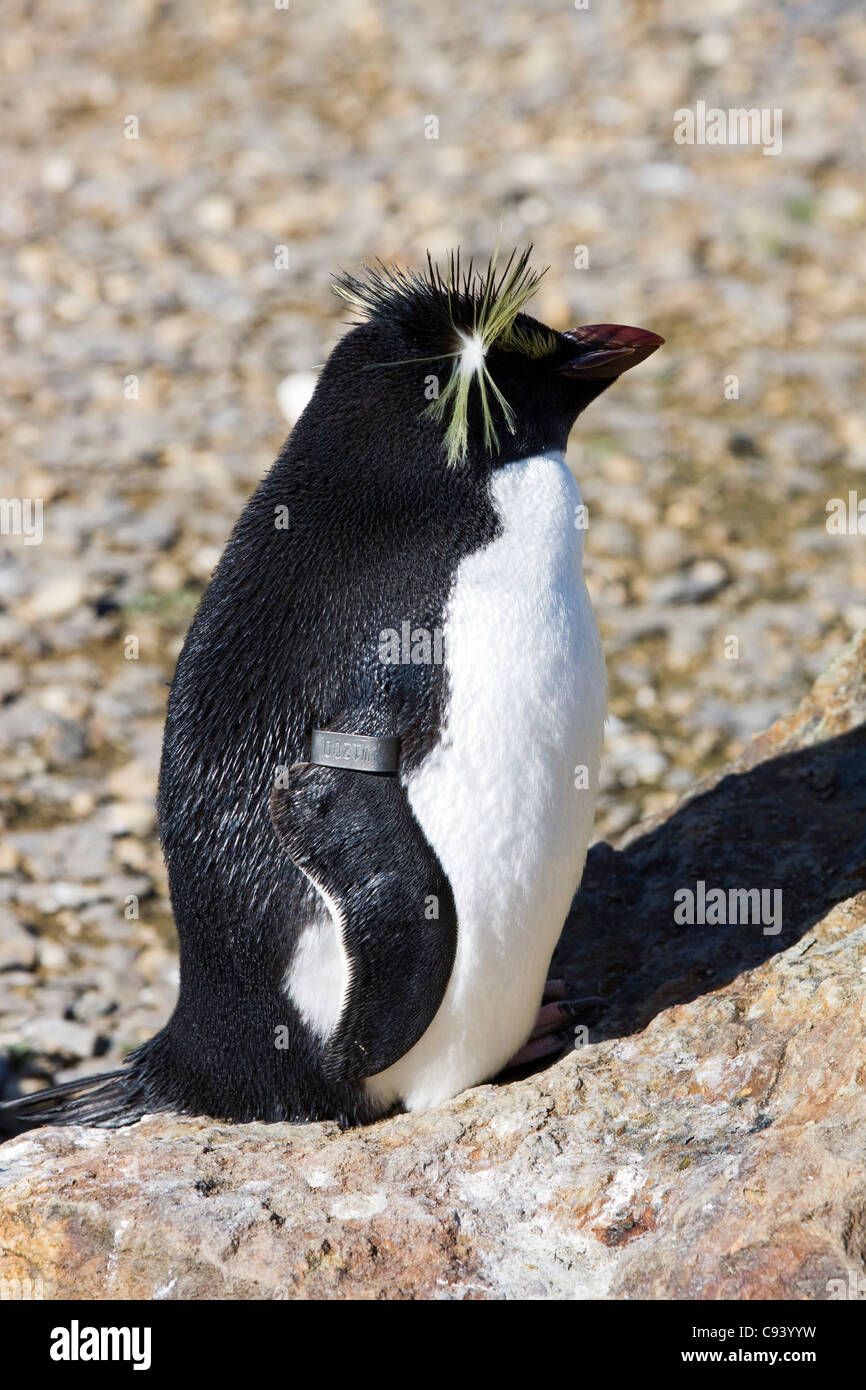 Pinguin, sphenisciformes Spheniscidae aquatischen Stockfoto