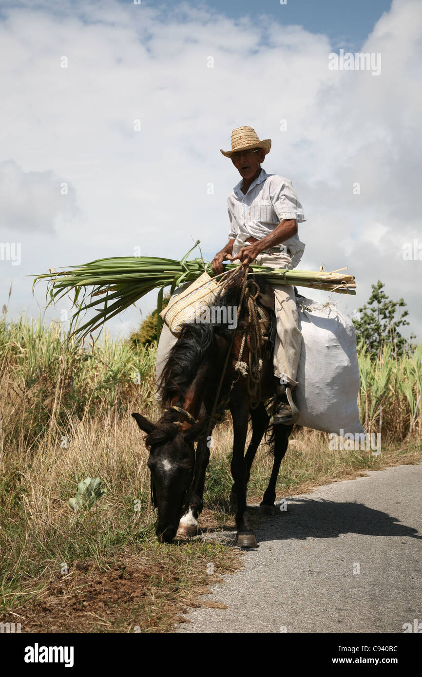 Kubanische Mann mit einem Pferd und einer Belastung von Zuckerrohr in das Tal de Los Ingenios in der Nähe von Trinidad, Kuba. Stockfoto