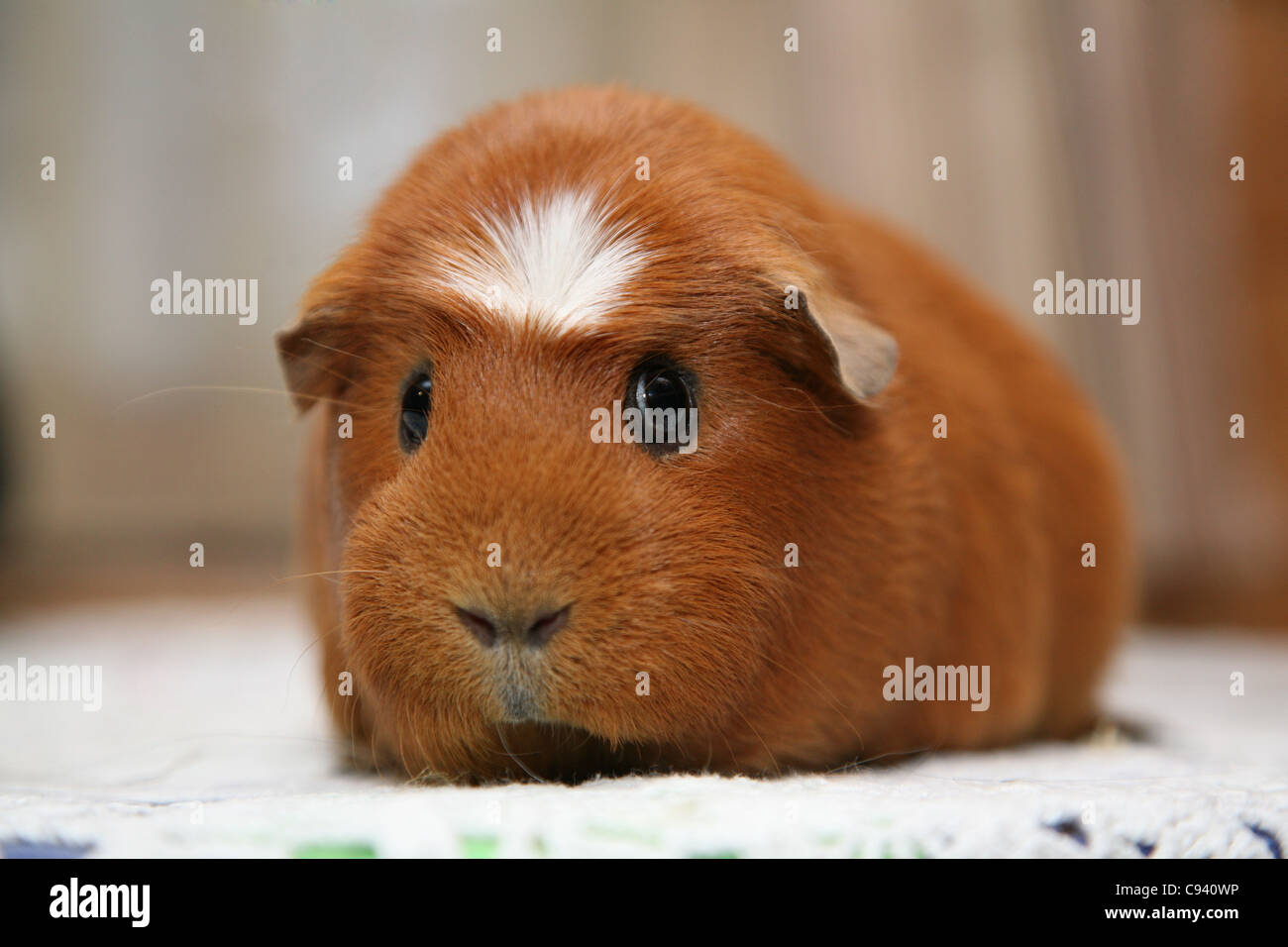 Meerschweinchen (Cavia Porcellus) Stockfoto