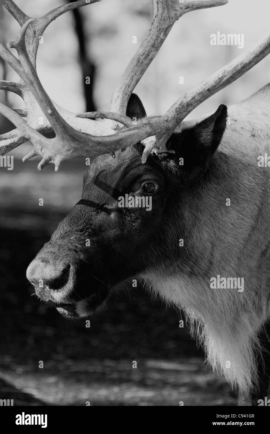 Ein männlicher Rentiere in Spurrinnen Saison Rangifer Tarandus schwarz / weiß Stockfoto