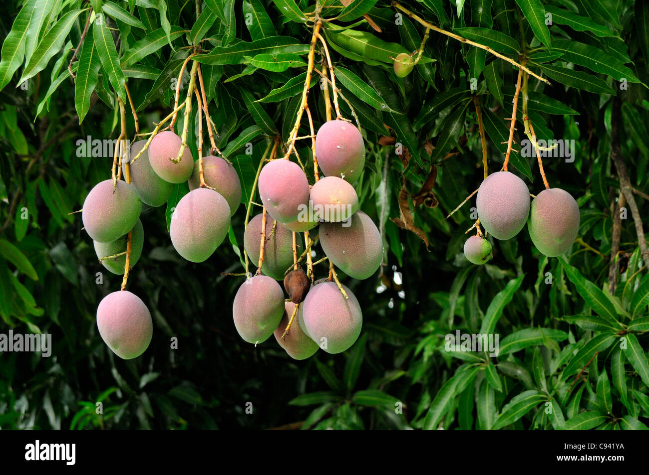 Mangos wachsen auf einem Mangobaum in Ponce, Puerto Rico. Stockfoto