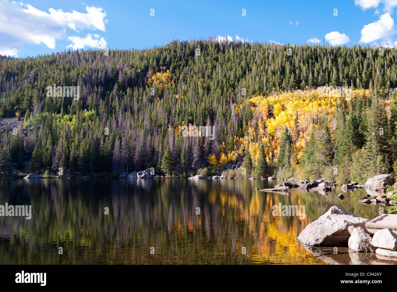 Leuchtende gelbe Blätter der Espe Bäume im Wasser des Bear Lake im Rocky Mountain National Park in Colorado Stockfoto