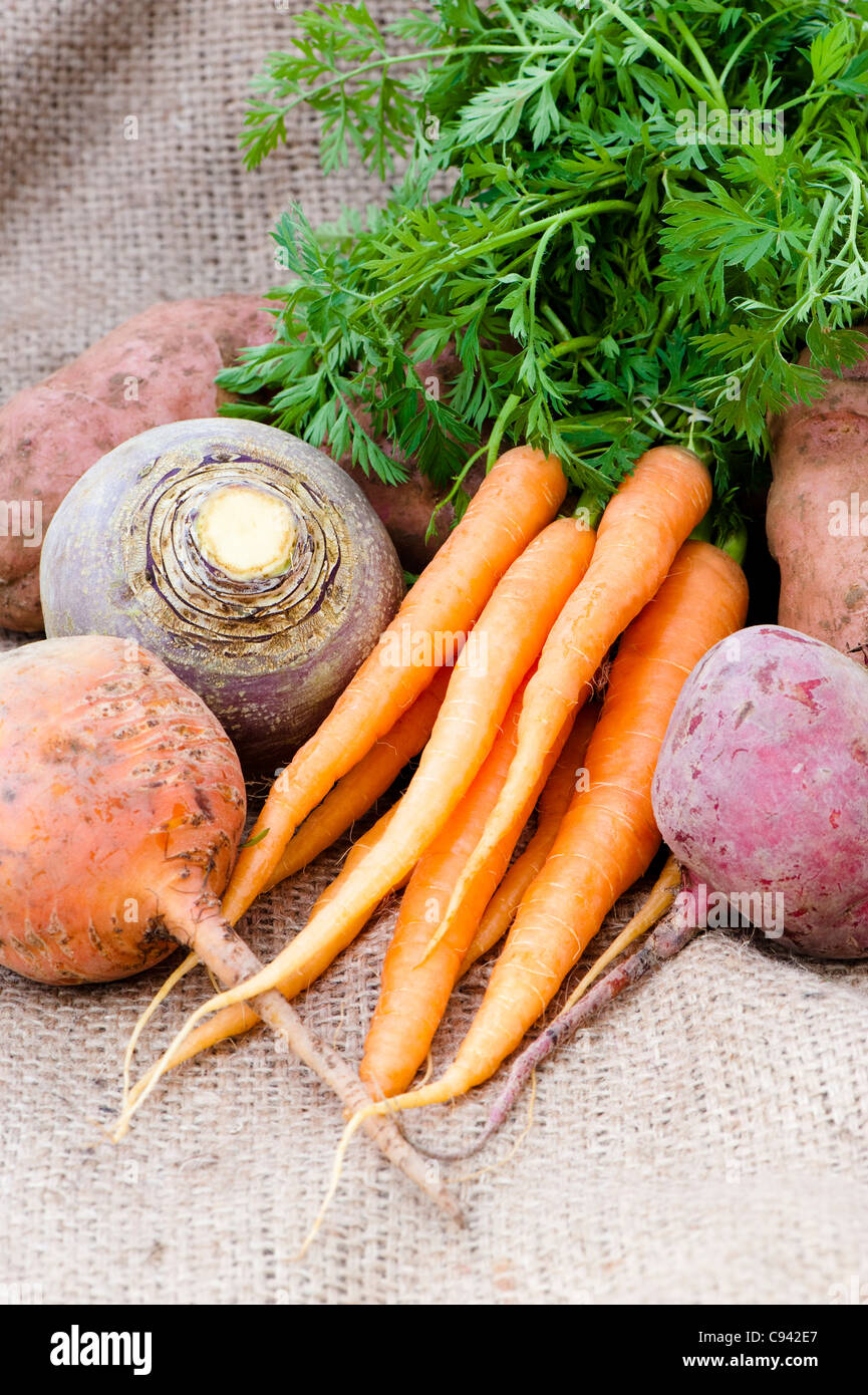 Wurzel-Gemüse: Karotten, Schwede, rote Beete und Kartoffeln Stockfoto