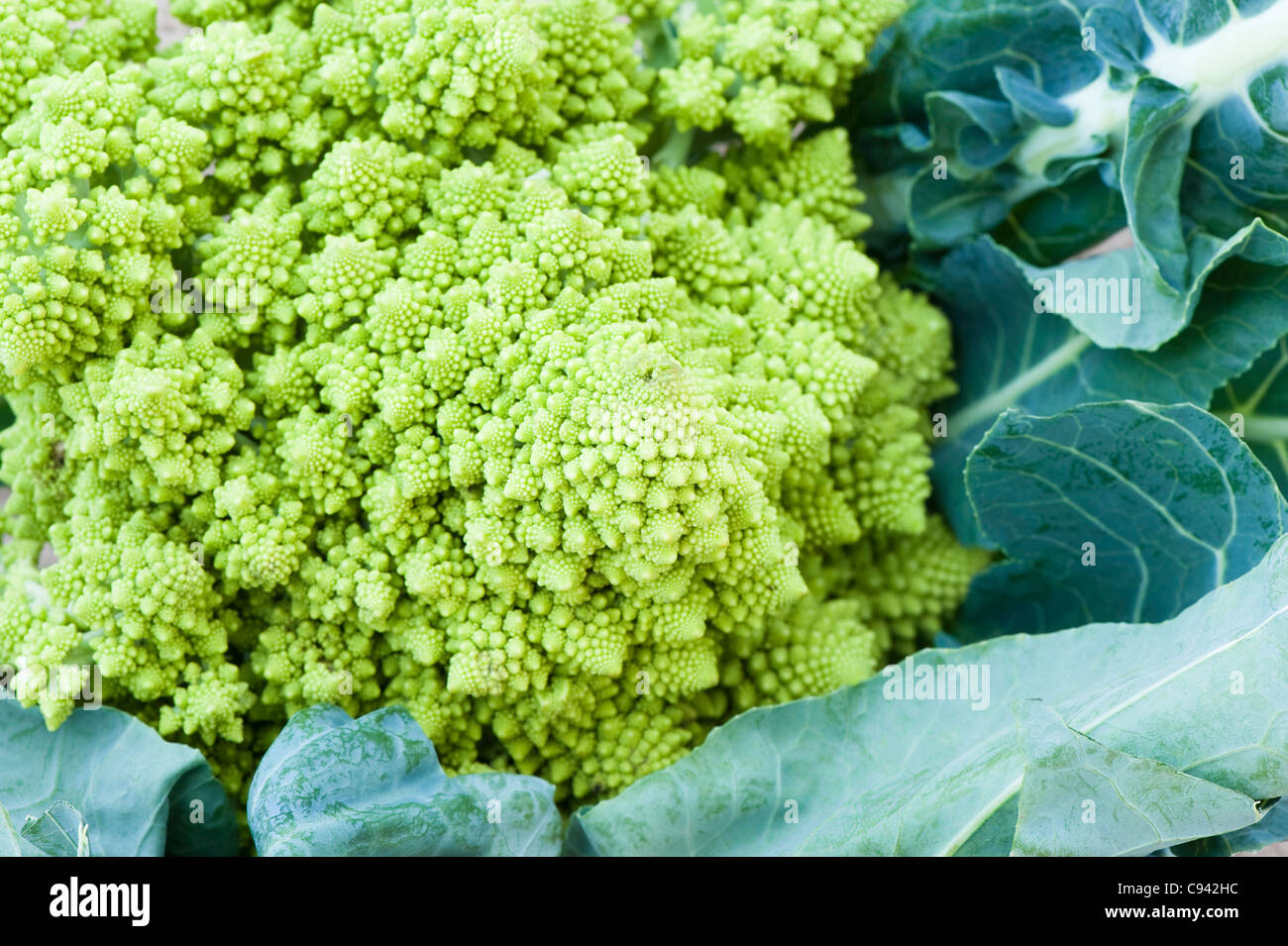 Romanesco Brokkoli oder römischen Blumenkohl, Brassica oleracea Stockfoto