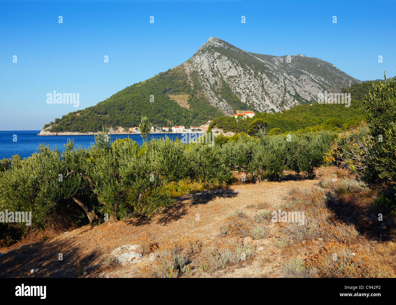 Olivenbäume auf der Halbinsel Peljesac Stockfoto