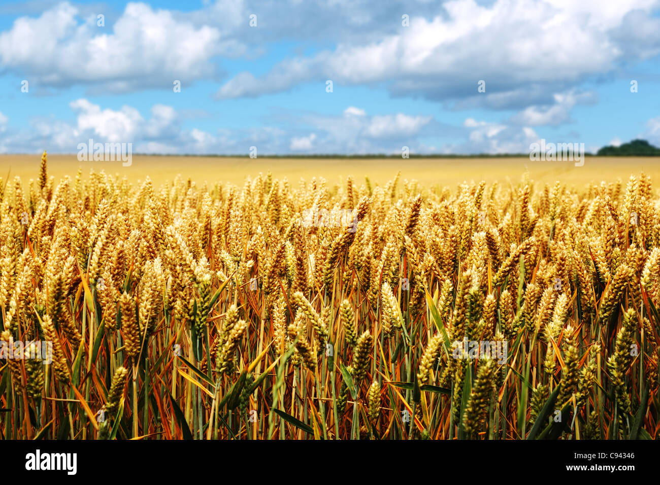 Reife Weizenfeld an einem Sommertag Stockfoto