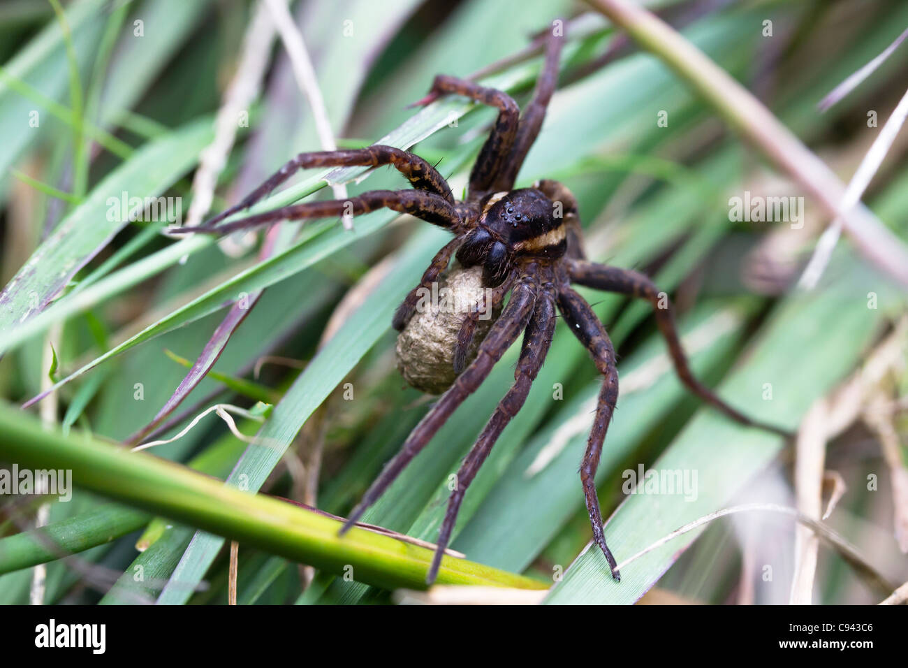 Weibliche Floß Spinne (Dolomedes Fimbriatus) tragen Ei Sac. Stockfoto