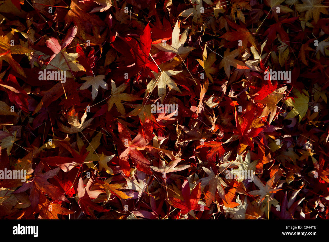 Acer Blätter im Herbst Stockfoto